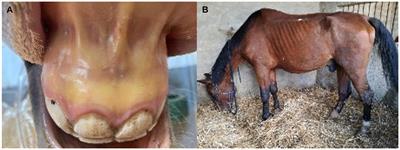 New insights in the diagnosis and treatment of equine piroplasmosis: pitfalls, idiosyncrasies, and myths